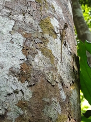 Agamidae