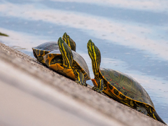 Trachemys venusta cataspila