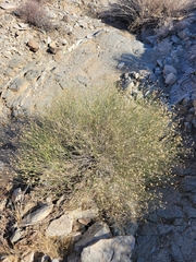 Bebbia juncea