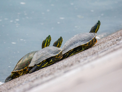 Trachemys venusta cataspila
