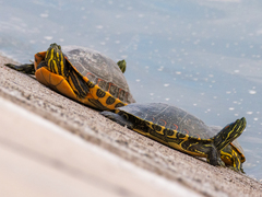 Trachemys venusta cataspila