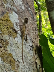 Agamidae