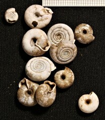 Helicodonta obvoluta