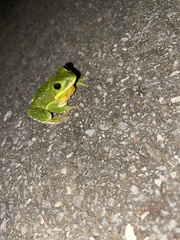 Hyla gratiosa