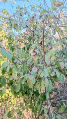 Pisonia capitata