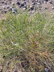 Ambrosia salsola