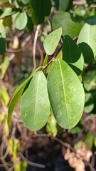 Pisonia capitata