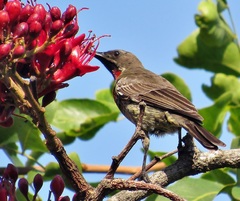 Chalcomitra senegalensis gutturalis