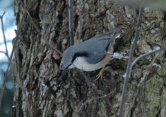 Sitta europaea