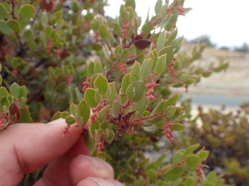 Image of Arctostaphylos myrtifolia by no rights reserved