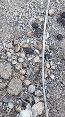 Lagomorpha