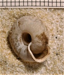 Helicodonta obvoluta