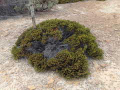 Arctostaphylos myrtifolia