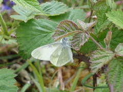 Leptidea juvernica
