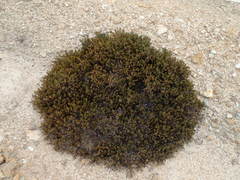 Arctostaphylos myrtifolia