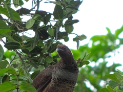 Ortalis squamata