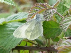 Leptidea juvernica