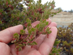 Arctostaphylos myrtifolia