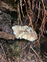 Osteina