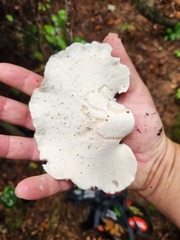 Osteina
