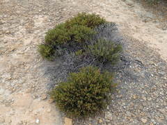 Arctostaphylos myrtifolia