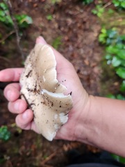 Osteina
