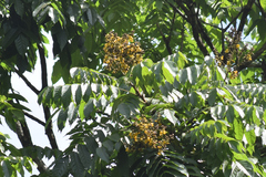 Centrolobium tomentosum