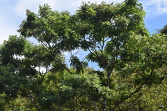 Centrolobium tomentosum