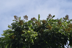 Centrolobium tomentosum