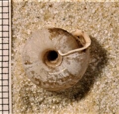 Helicodonta obvoluta