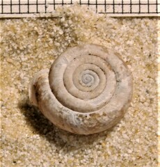 Helicodonta obvoluta