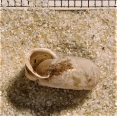 Helicodonta obvoluta