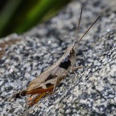 Chloealtis conspersa