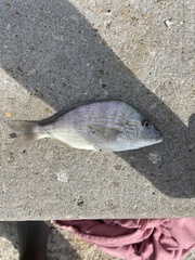 Orthopristis chrysoptera