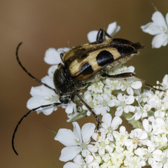Judolia cordifera
