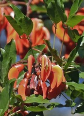 Erythrina falcata