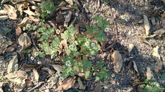 Perityle microglossa