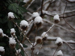 Dipsacus strigosus