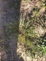 Poa annua