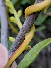 Cuscuta exaltata