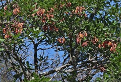 Erythrina falcata