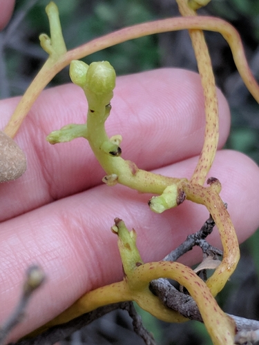 Image of Cuscuta exaltata by (c) Alison Northup, some rights reserved (CC BY)