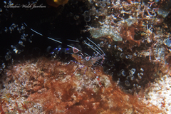 Periclimenes yucatanicus