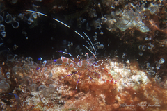 Periclimenes yucatanicus