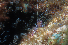 Periclimenes yucatanicus