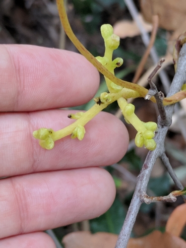 Image of Cuscuta exaltata by (c) Alison Northup, some rights reserved (CC BY)