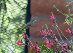 Selasphorus calliope