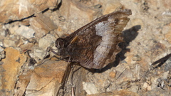 Hipparchia alcyone