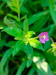 Epilobium hirsutum