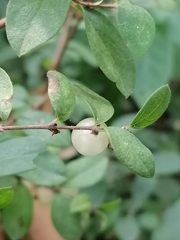 Symphoricarpos microphyllus